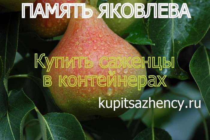СОРТ ГРУШИ ПАМЯТЬ ЯКОВЛЕВА - сорта груш