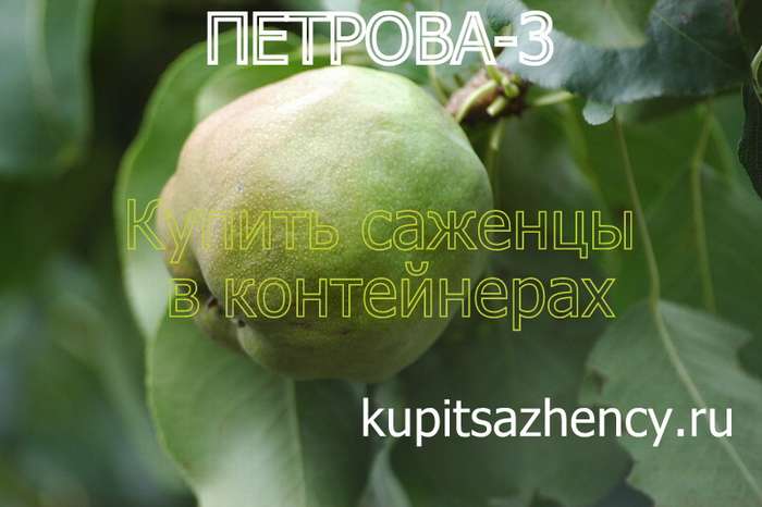 СОРТ ГРУШИ ПЕТРОВА-3 - сорта груш