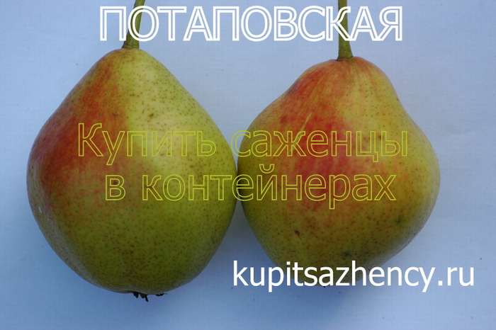 СОРТ ГРУШИ ПОТАПОВСКАЯ - сорта груш