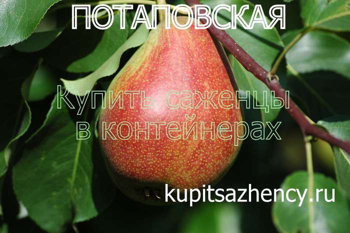 СОРТ ГРУШИ ПОТАПОВСКАЯ - фото