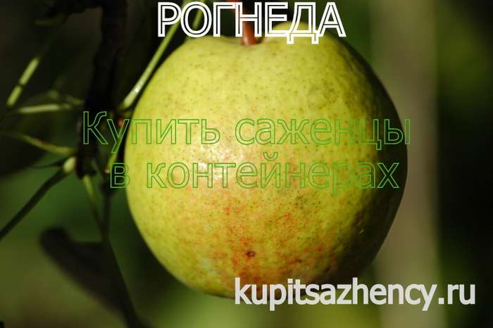 СОРТ ГРУШИ РОГНЕДА ФОТО - сорта груш