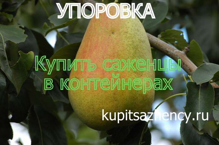 СОРТ ГРУШИ УПОРОВКА - сорта груш