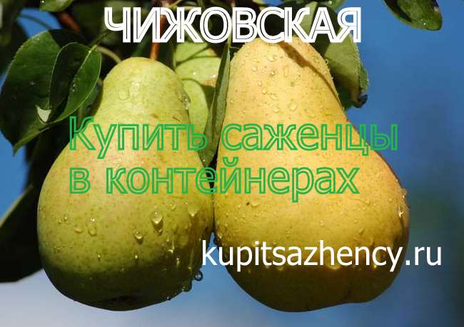СОРТ ГРУШИ ЧИЖОВСКАЯ - сорта груш