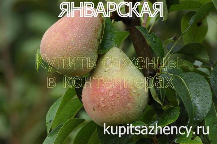 СОРТ ГРУШИ ЯНВАРСКАЯ ФОТО - сорта груш
