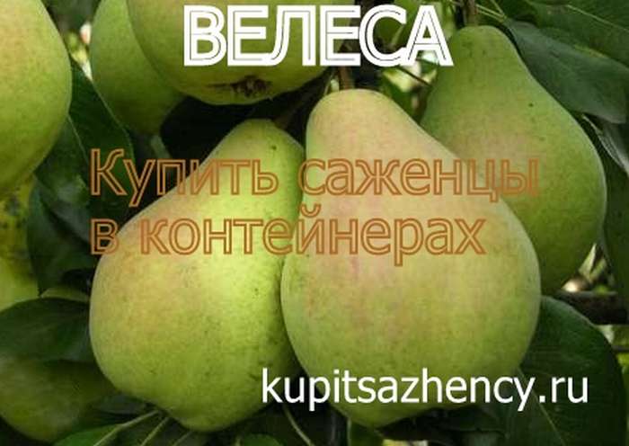 СОРТ ГРУШИ ВЕЛЕСА - сорта груш