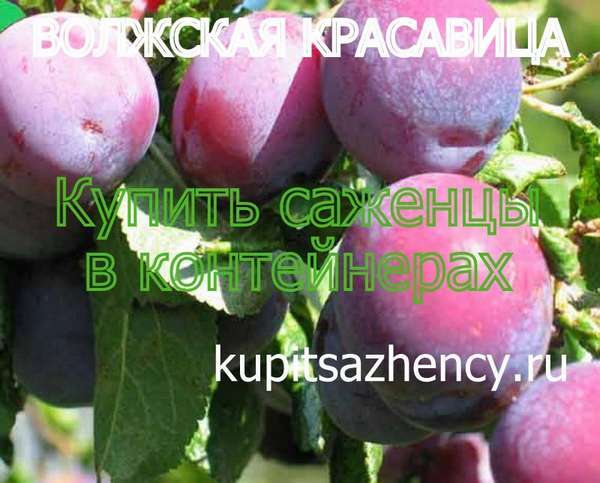 СОРТ СЛИВЫ ВОЛЖСКАЯ КРАСАВИЦА - сорта слив