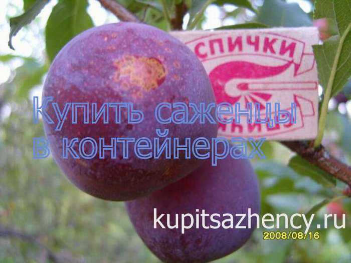 СОРТ СЛИВЫ ЕВРАЗИЯ-43