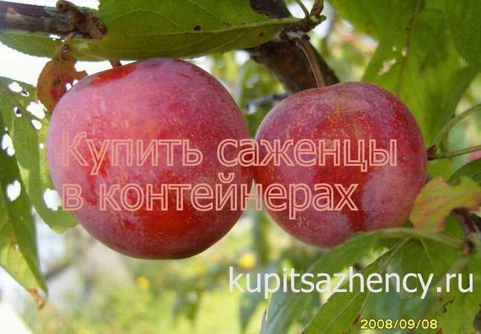 СОРТ СЛИВЫ КРАСНЫЙ ШАР
