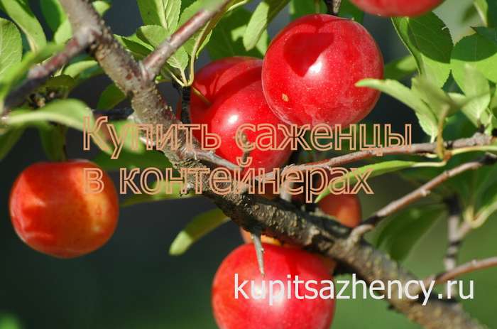 СОРТ СЛИВЫ НЕЖЕНКА