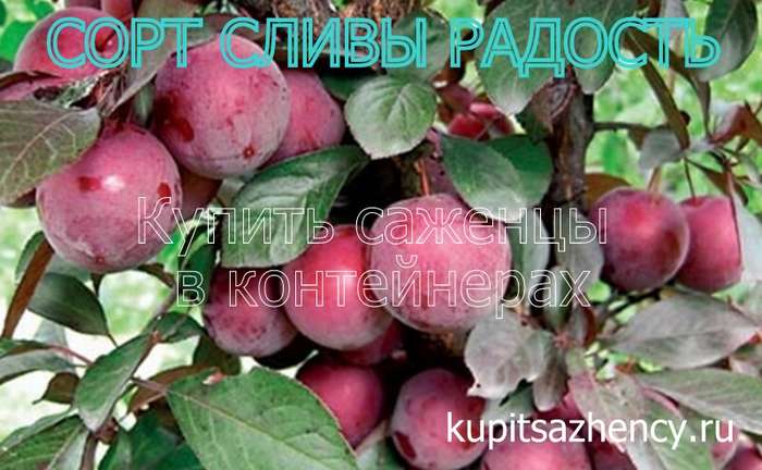 СОРТ СЛИВЫ РАДОСТЬ - сорта слив