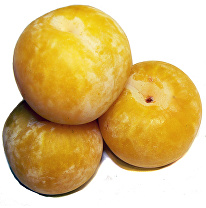 СОРТ СЛИВЫ СВЕТЛЯЧОК