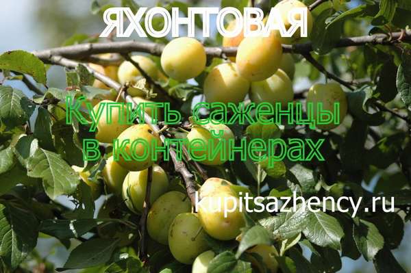 СОРТ СЛИВЫ ЯХОНТОВАЯ - сорта слив