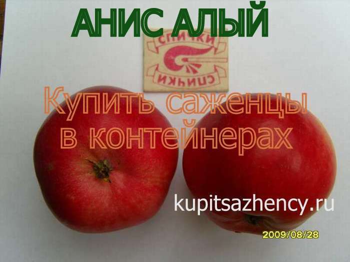 СОРТ ЯБЛОК АНИС АЛЫЙ - сорта яблок