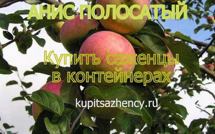 СОРТ ЯБЛОК АНИС ПОЛОСАТЫЙ - сорта яблок