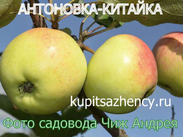 СОРТ ЯБЛОК АНТОНОВКА-КИТАЙКА - сорта яблок