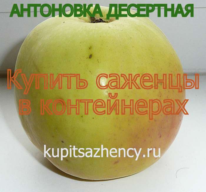 СОРТ ЯБЛОК АНТОНОВКА ДЕСЕРТНАЯ - сорта яблок