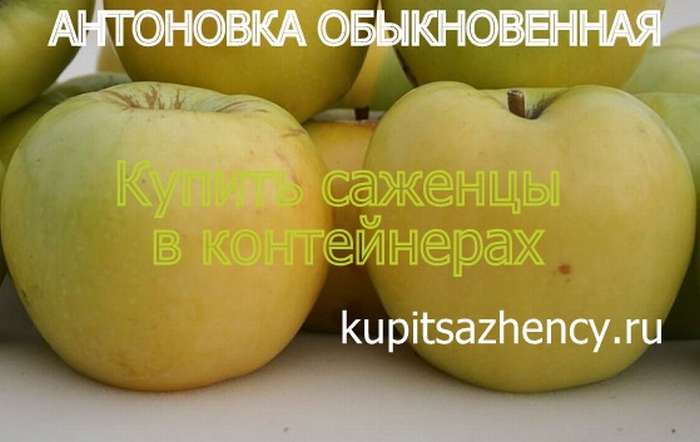СОРТ ЯБЛОК АНТОНОВКА ОБЫКНОВЕННАЯ - сорта яблок