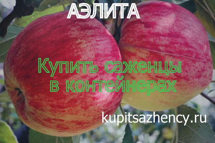 СОРТ ЯБЛОК АЭЛИТА - сорта яблок