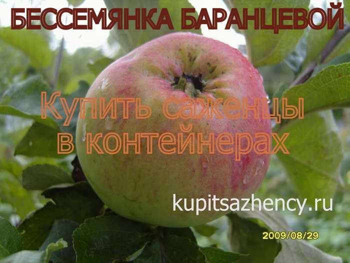 СОРТ ЯБЛОК БЕССЕМЯНКА БАРАНЦЕВОЙ - сорта яблок