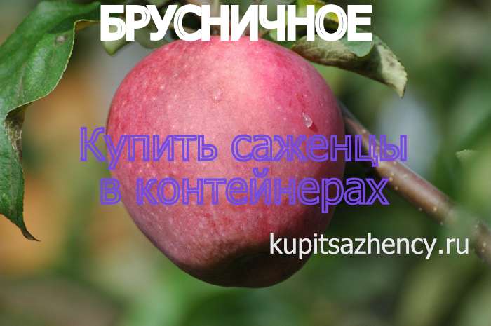 СОРТ ЯБЛОК БРУСНИЧНОЕ - сорта яблок. Фото