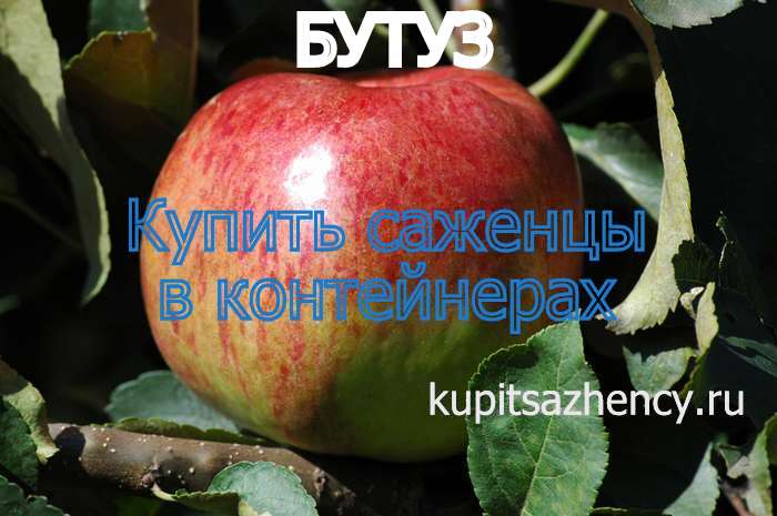 СОРТ ЯБЛОК БУТУЗ - сорта яблок