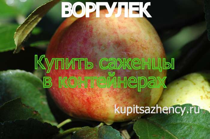 СОРТ ЯБЛОК ВОРГУЛЕК - сорта яблок