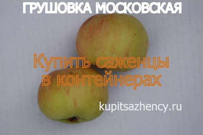 СОРТ ЯБЛОК ГРУШОВКА МОСКОВСКАЯ - сорта яблок