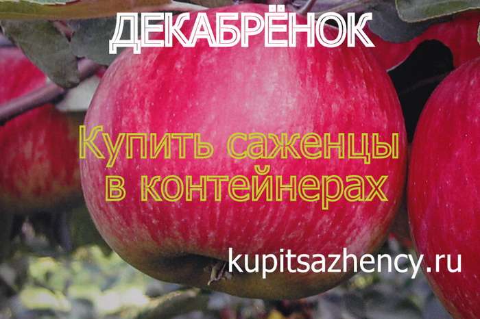 СОРТ ЯБЛОК ДЕКАБРЁНОК - сорта яблок