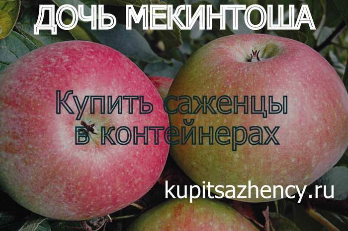 СОРТ ЯБЛОК ДОЧЬ МЕКИНТОША - сорта яблок