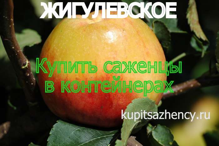 СОРТ ЯБЛОК ЖИГУЛЕВСКОЕ - сорта яблок