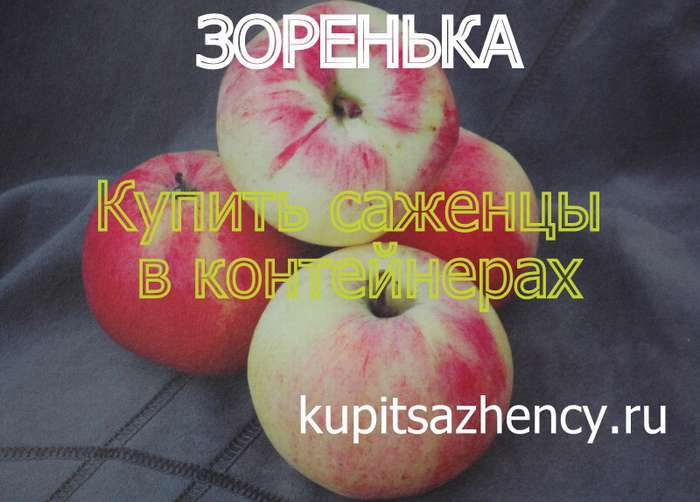 СОРТ ЯБЛОК ЗОРЕНЬКА - сорта яблок