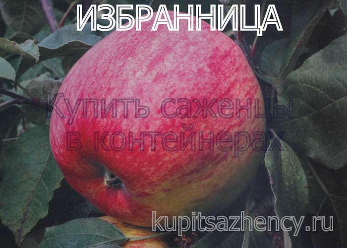 СОРТ ЯБЛОК ИЗБРАННИЦА - сорта яблок