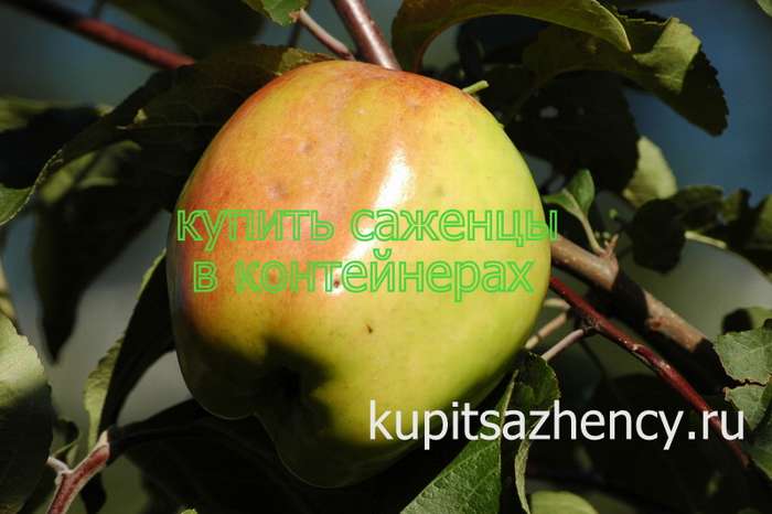 СОРТ ЯБЛОК КАНДИЛЬ ОРЛОВСКИЙ