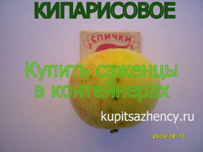 СОРТ ЯБЛОК КИПАРИСОВОЕ - сорта яблок