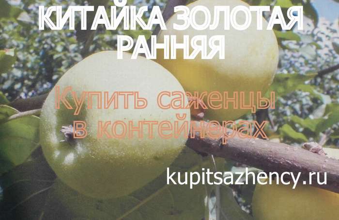 СОРТ ЯБЛОК КИТАЙКА ЗОЛОТАЯ РАННЯЯ - сорта яблок