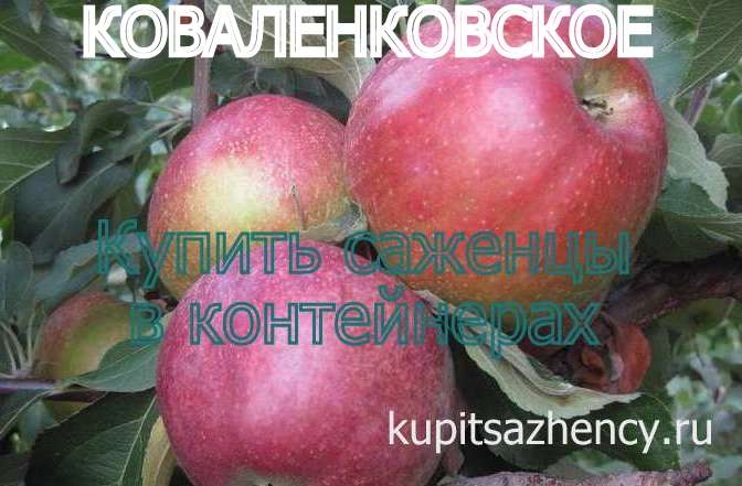 СОРТ ЯБЛОК КОВАЛЕНКОВСКОЕ - сорта яблок