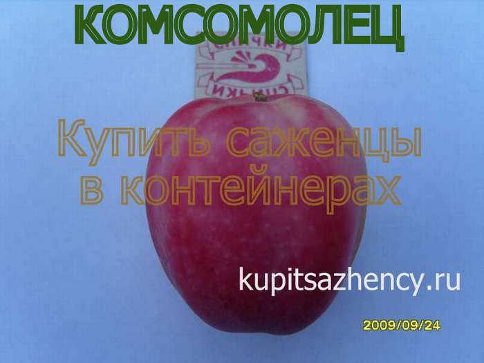 СОРТ ЯБЛОК КОМСОМОЛЕЦ - сорта яблок. Фото