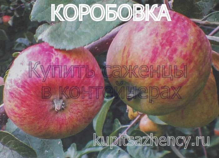 СОРТ ЯБЛОК КОРОБОВКА - сорта яблок