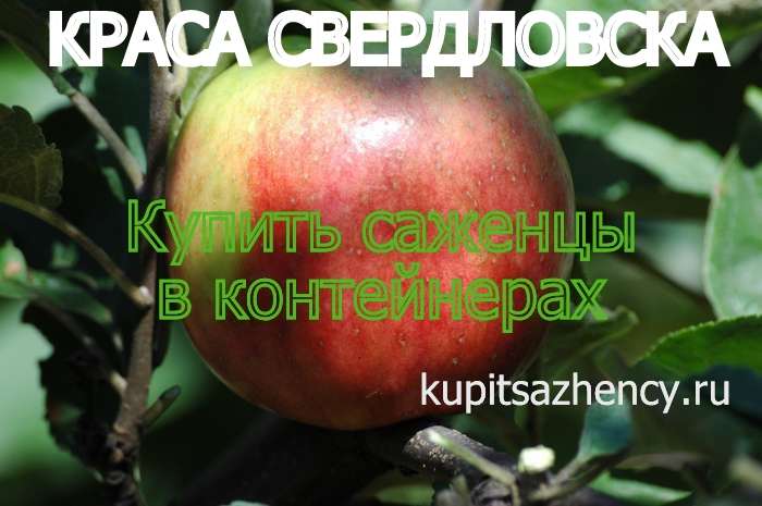 СОРТ ЯБЛОК КРАСА СВЕРДЛОВСКА - сорта яблок