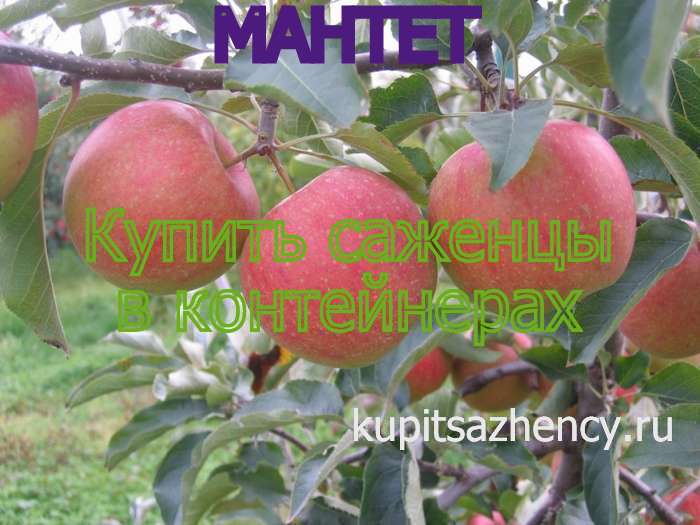 СОРТ ЯБЛОК МАНТЕТ - сорта яблок