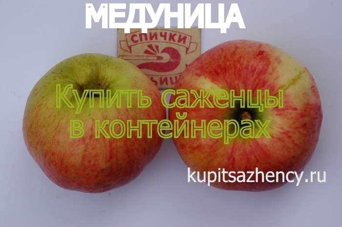СОРТ ЯБЛОК МЕДУНИЦА - сорта яблок