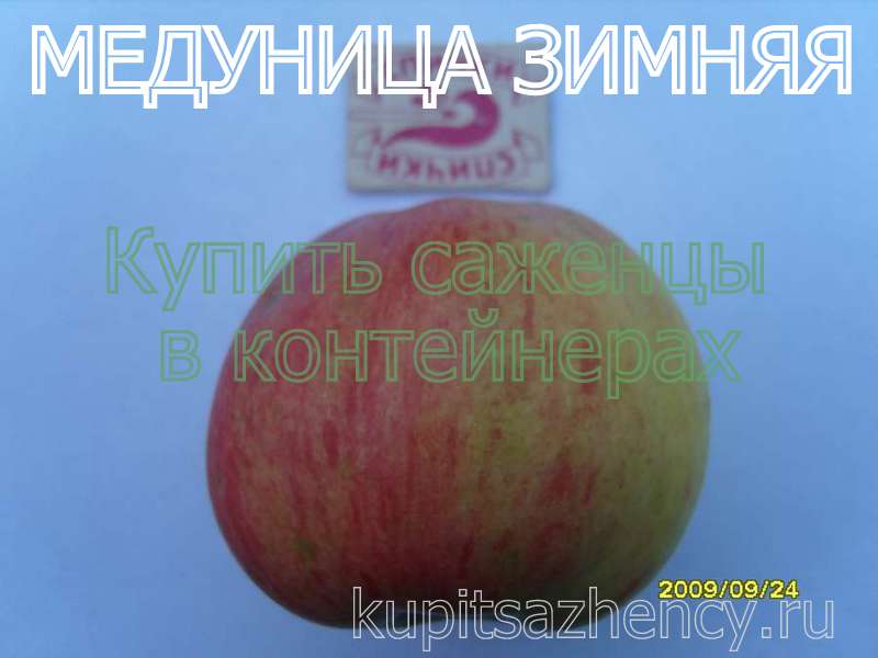 СОРТ ЯБЛОК МЕДУНИЦА ЗИМНЯЯ - сорта яблок. Фото