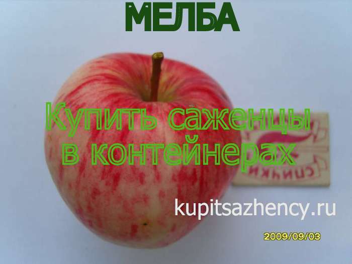 СОРТ ЯБЛОК МЕЛБА - сорта яблок