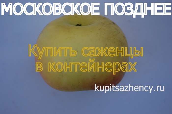 СОРТ ЯБЛОК МОСКОВСКОЕ ПОЗДНЕЕ - сорта яблок. Фото