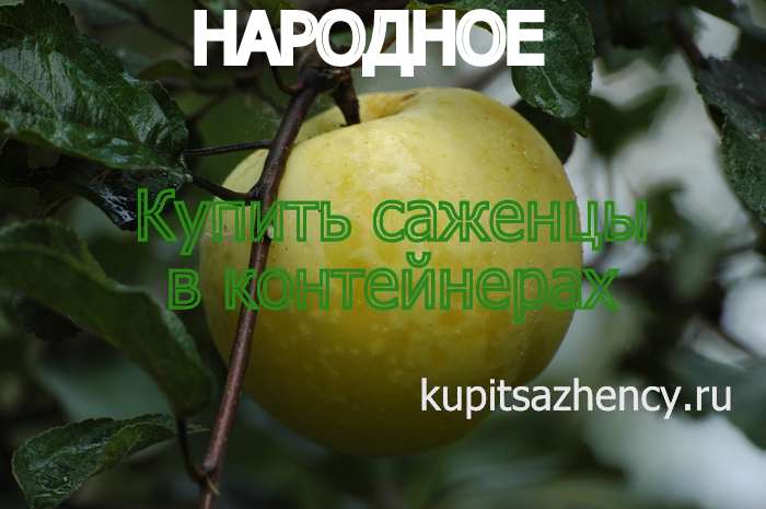 СОРТ ЯБЛОК НАРОДНОЕ - сорта яблок. Фото 2