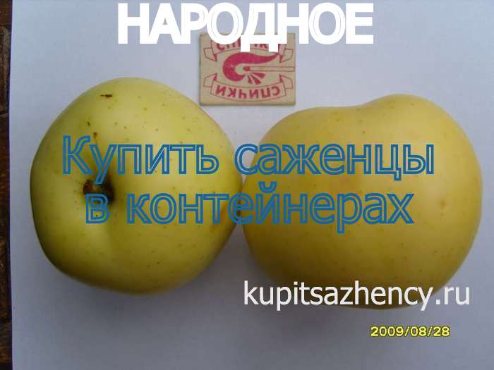 СОРТ ЯБЛОК НАРОДНОЕ - сорта яблок