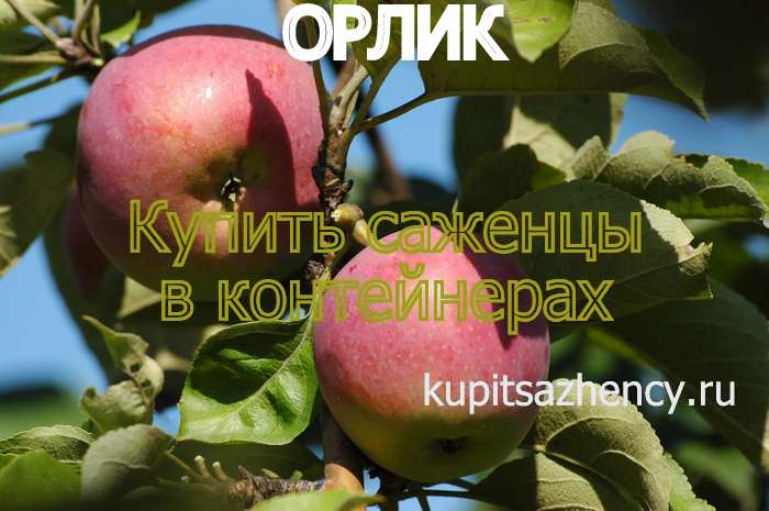 СОРТ ЯБЛОК ОРЛИК - сорта яблок