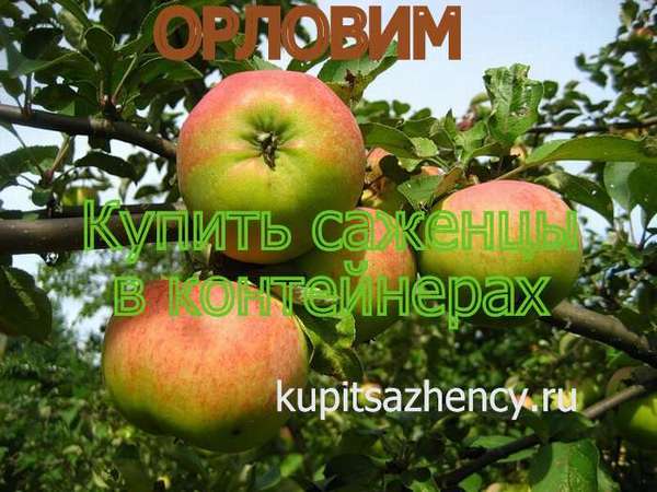 СОРТ ЯБЛОК ОРЛОВИМ - сорта яблок