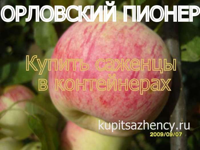 СОРТ ЯБЛОК ОРЛОВСКИЙ ПИОНЕР - сорта яблок