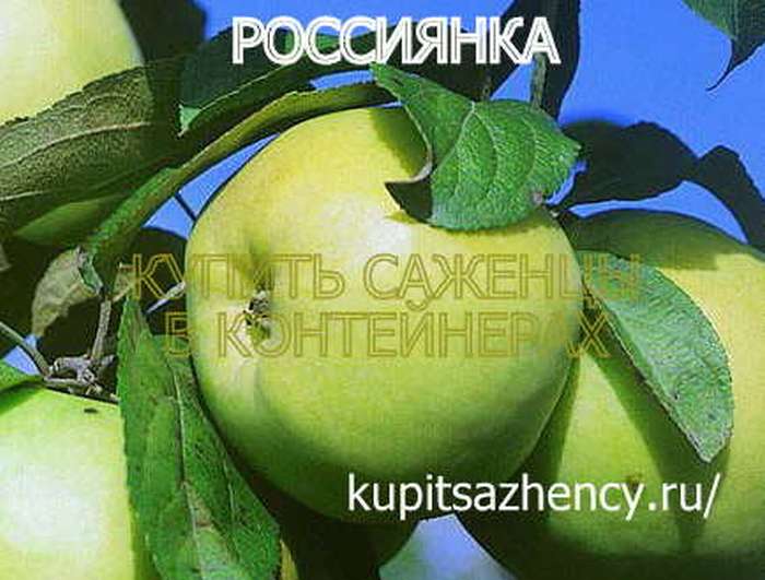 СОРТ ЯБЛОК РОССИЯНКА - сорта яблок